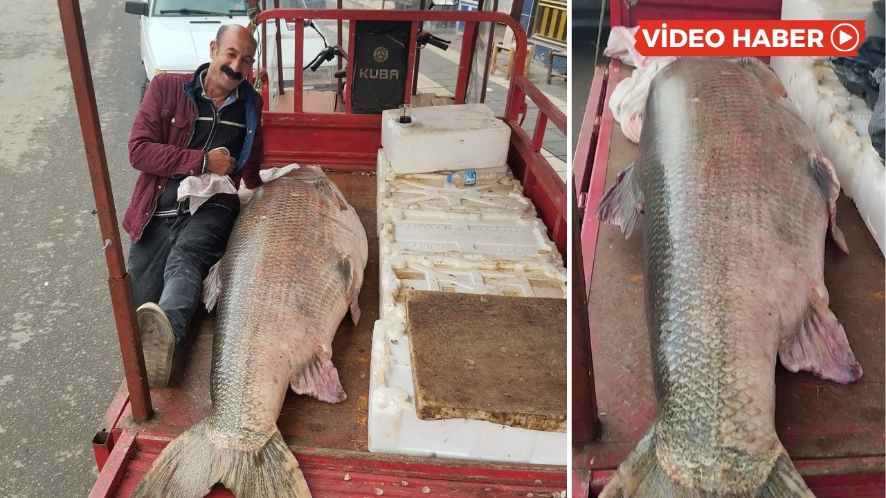 Diyarbakır'da dev balık yakalandı