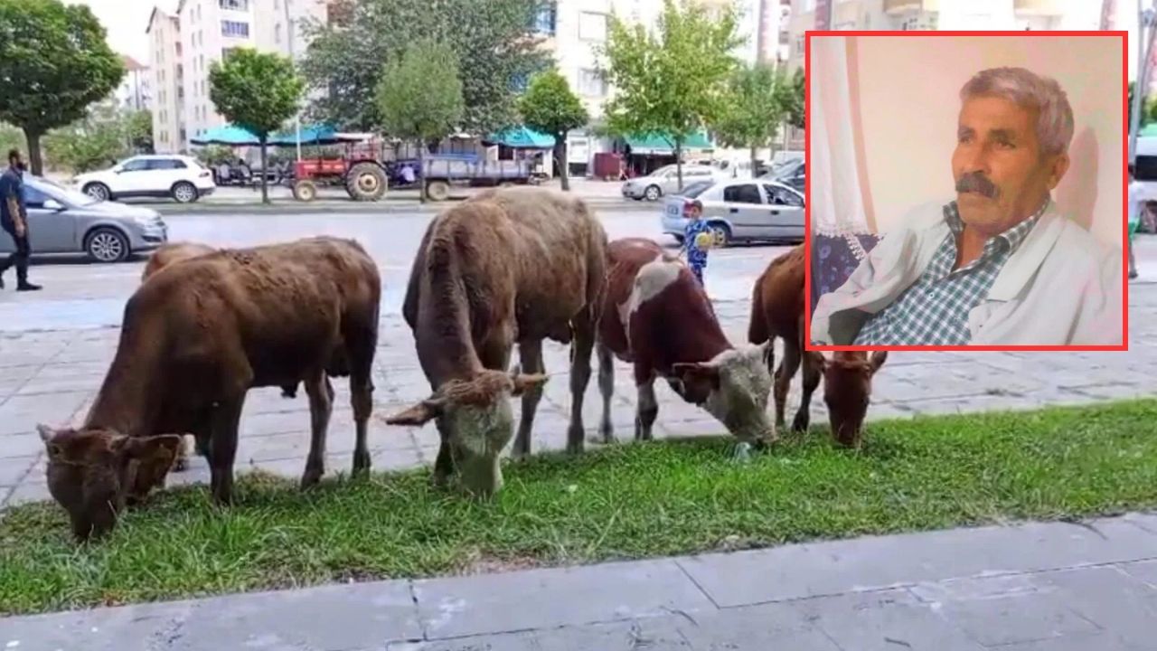 Diyarbakır’da ana yolda feci ölüm: İneğini kovalıyordu