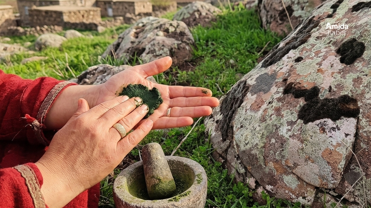 Diyarbakır’da yosun kınaya rakip oldu