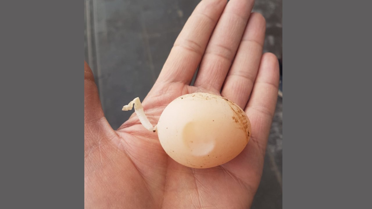 Diyarbakır’da kuyruklu yumurta görenleri şaşırttı