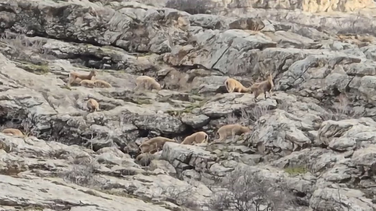 Hakkari’de sürü halinde dağ keçisi görüntülendi