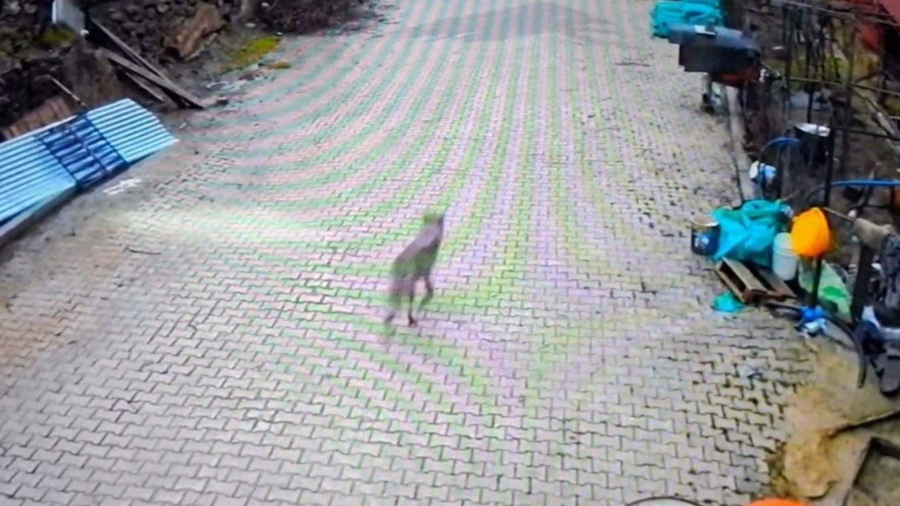 Adana’da yerleşim alanına inen kurt görüntülendi