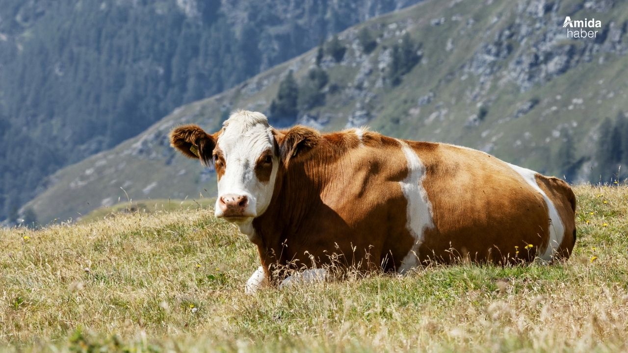Köyden firar eden 'Sarı Kız' köprü altında bulundu