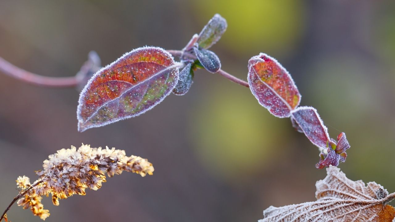 Bakanlıktan zirai don uyarısı: Kritik tarihler açıklandı