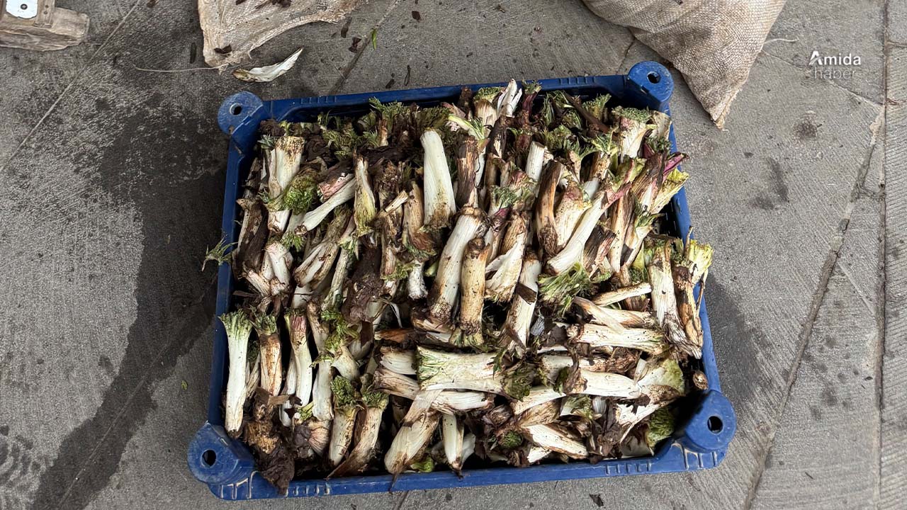 Doğal lezzet tezgahlarda: Kilosu 250 lira