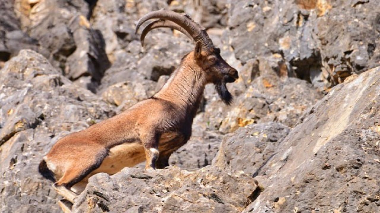 Diyarbakır’da dağ keçilerini avlayana bir araba ceza