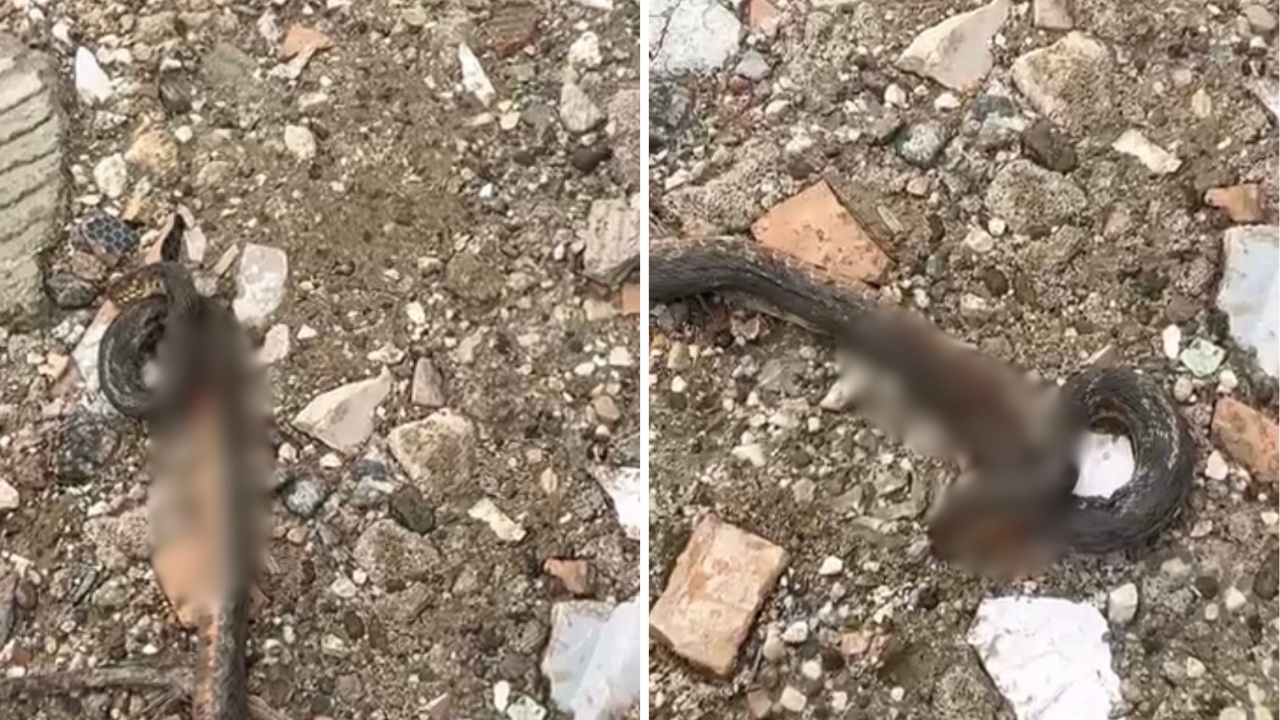 Diyarbakır’da yılan paniği: Uyandılar