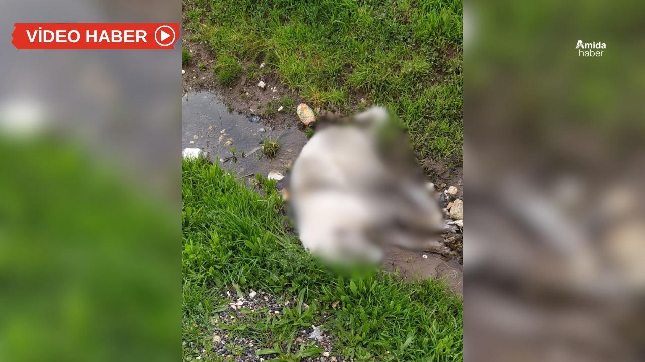 Diyarbakır’da 7 köpek zehirlendi