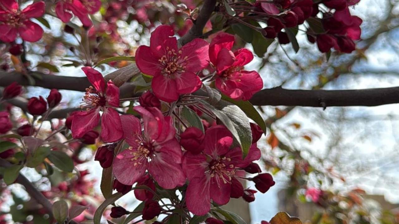 Diyarbakır sıcakları başlıyor: Müjdeyi verdiler