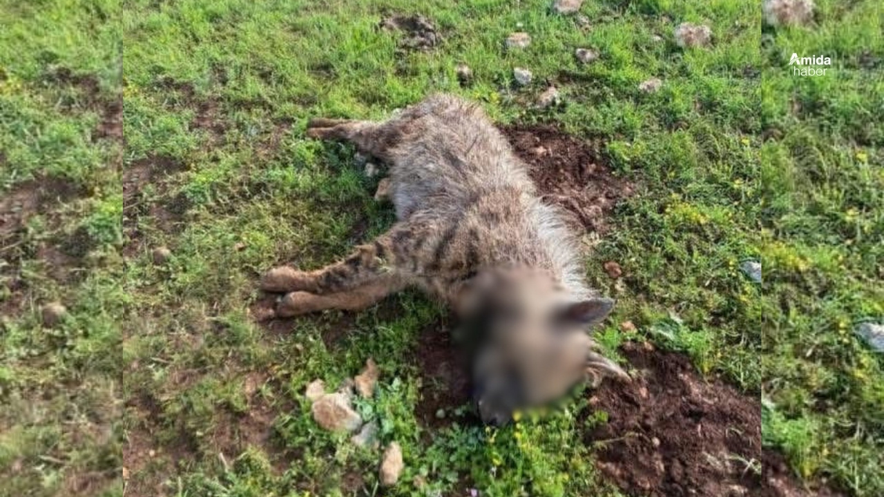 Şanlıurfa’da köpeklerin saldırdığı sırtlan öldü