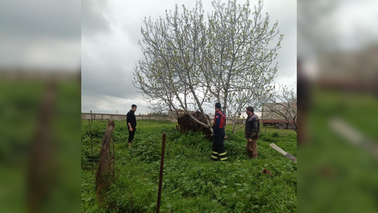 Mardin'de kuyuya düşen inek kurtarıldı