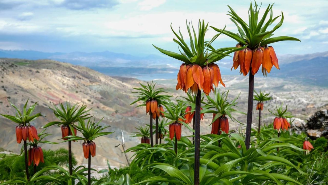 Diyarbakır Sakız Dağı’nda ters lale şöleni