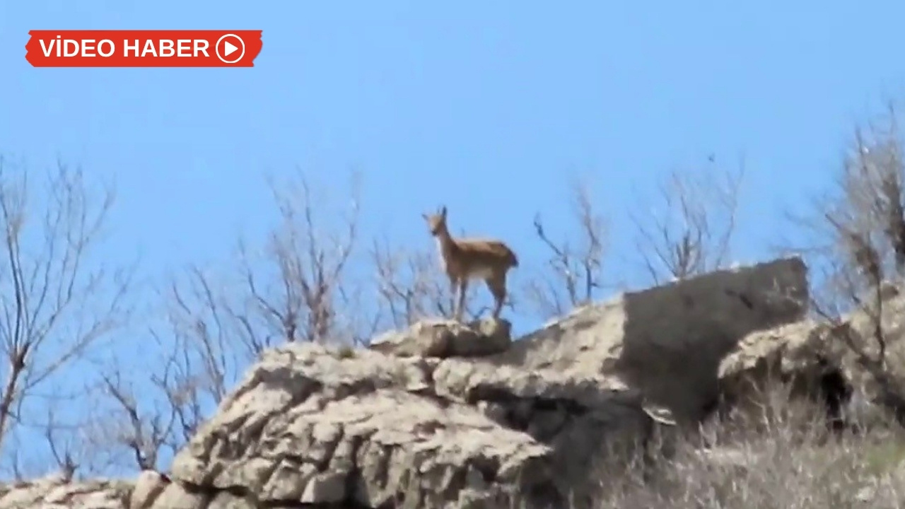 Diyarbakır'da dağ keçileri seyre çıktı