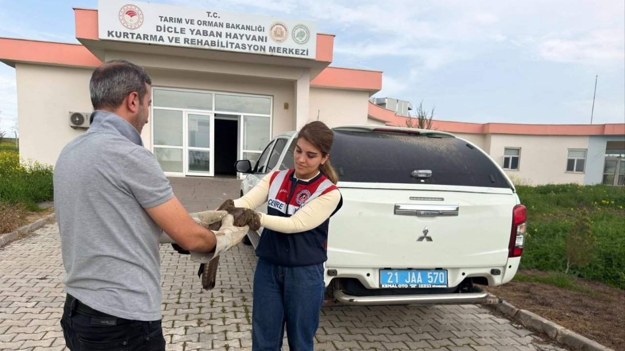 Diyarbakır’da kurtarılan yaralı şahin korumaya alındı