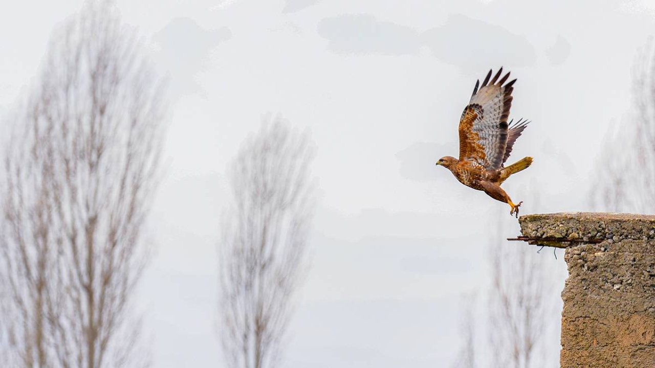 Yırtıcı bilinen masum kuşlar Dicle’yi mesken tuttu