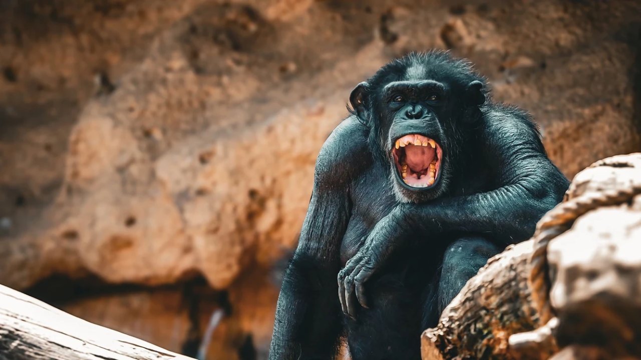 Şempanzelerin iç savaşı: Dev topluluk ikiye bölündü