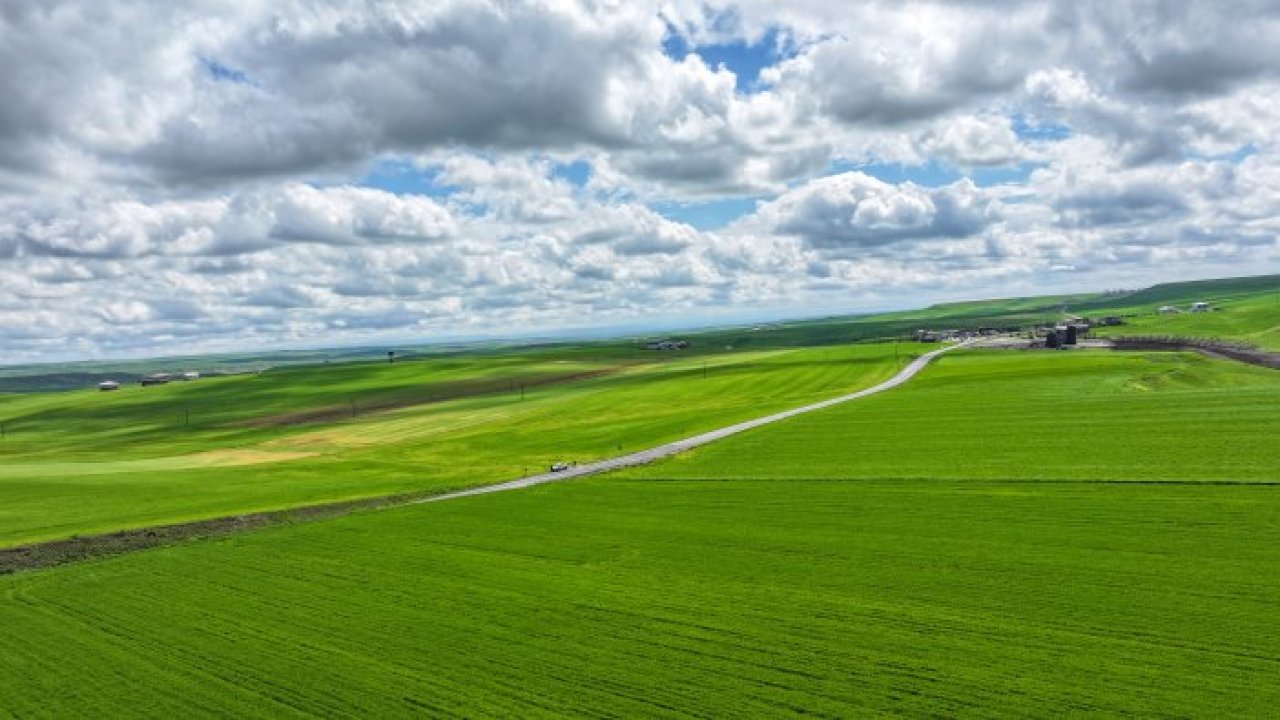 Diyarbakır’da buğday bereketi: Dekarı 450 kiloya çıkacak