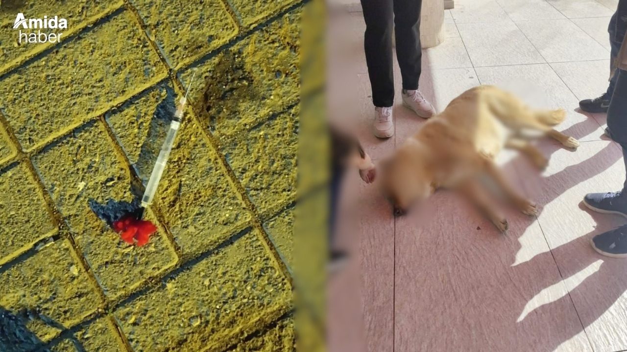 Üniversitede ihmal: İğneler çöpe değil, bahçeye!