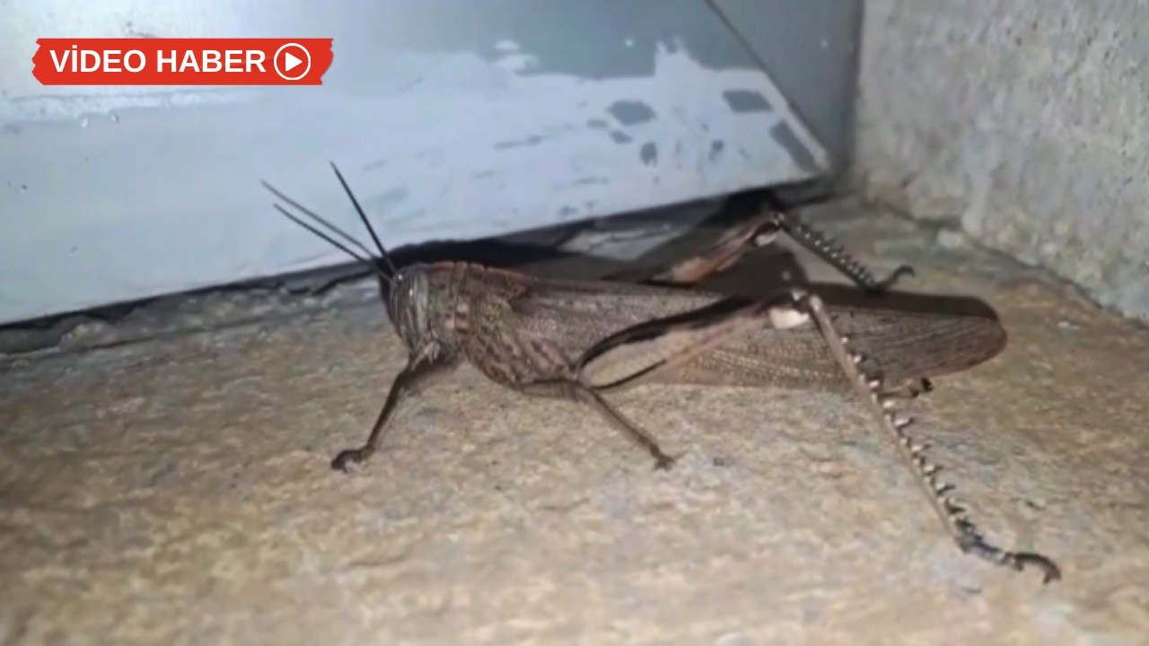 Diyarbakır’da dev çekirge görenleri hayrete düşürdü