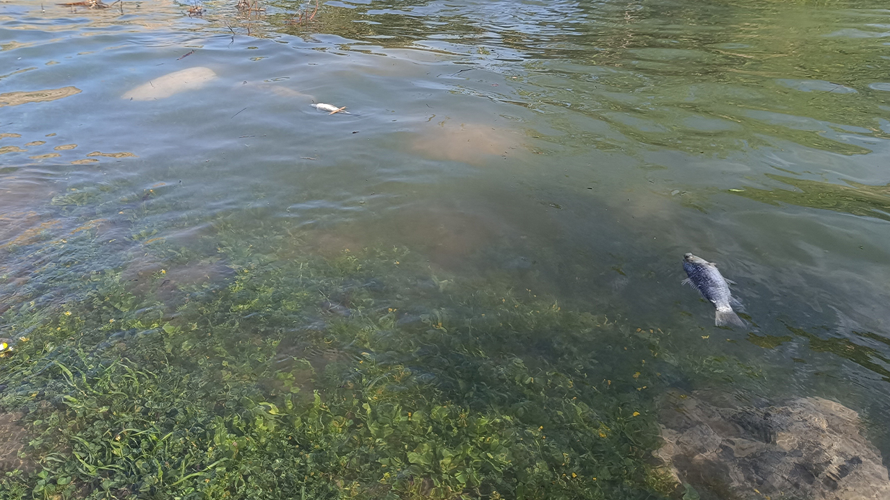 Dicle Nehri'nde korkutan manzara: Balık ölümleri tedirgin etti