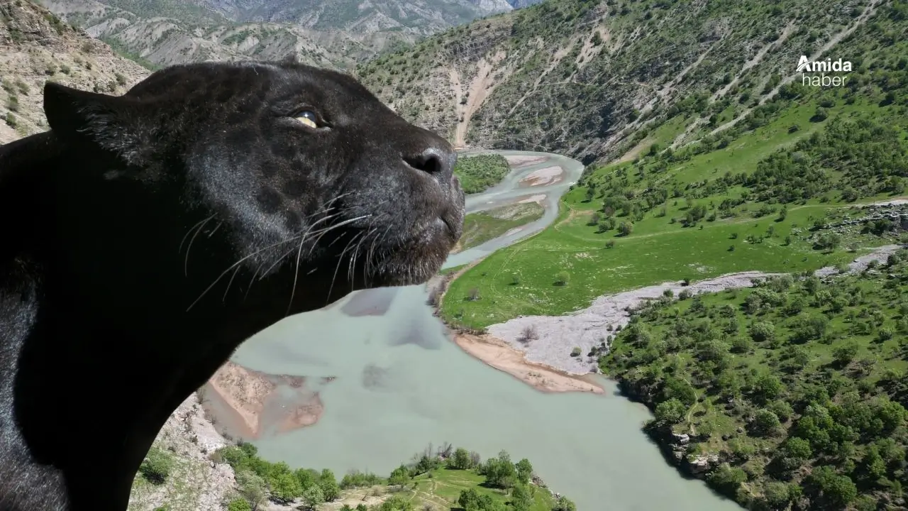 Şırnak’ta siyah pars görüntülendi