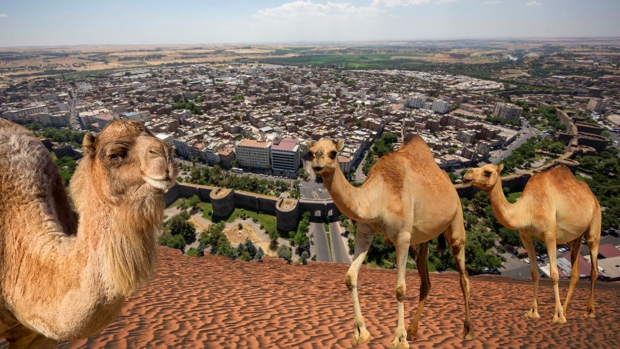 Diyarbakır’a göç eden aileden 100 deve istediler