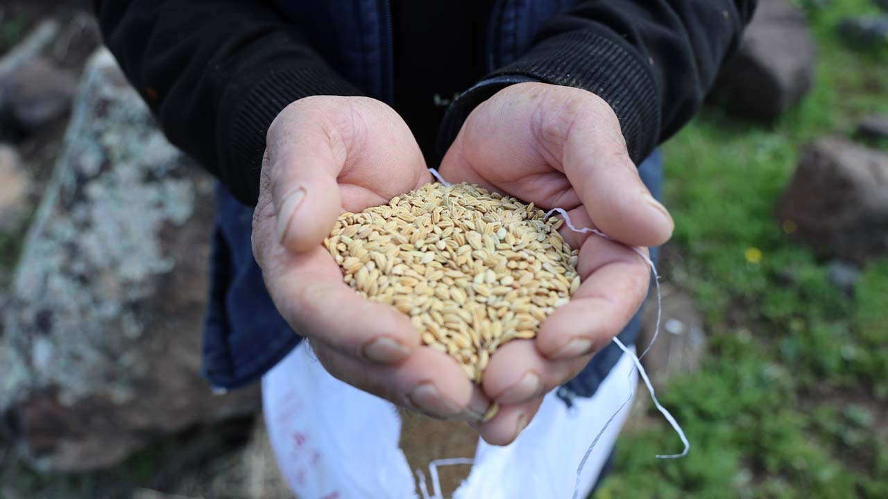 Diyarbakır’ın tescilli pirinci toprakla buluştu