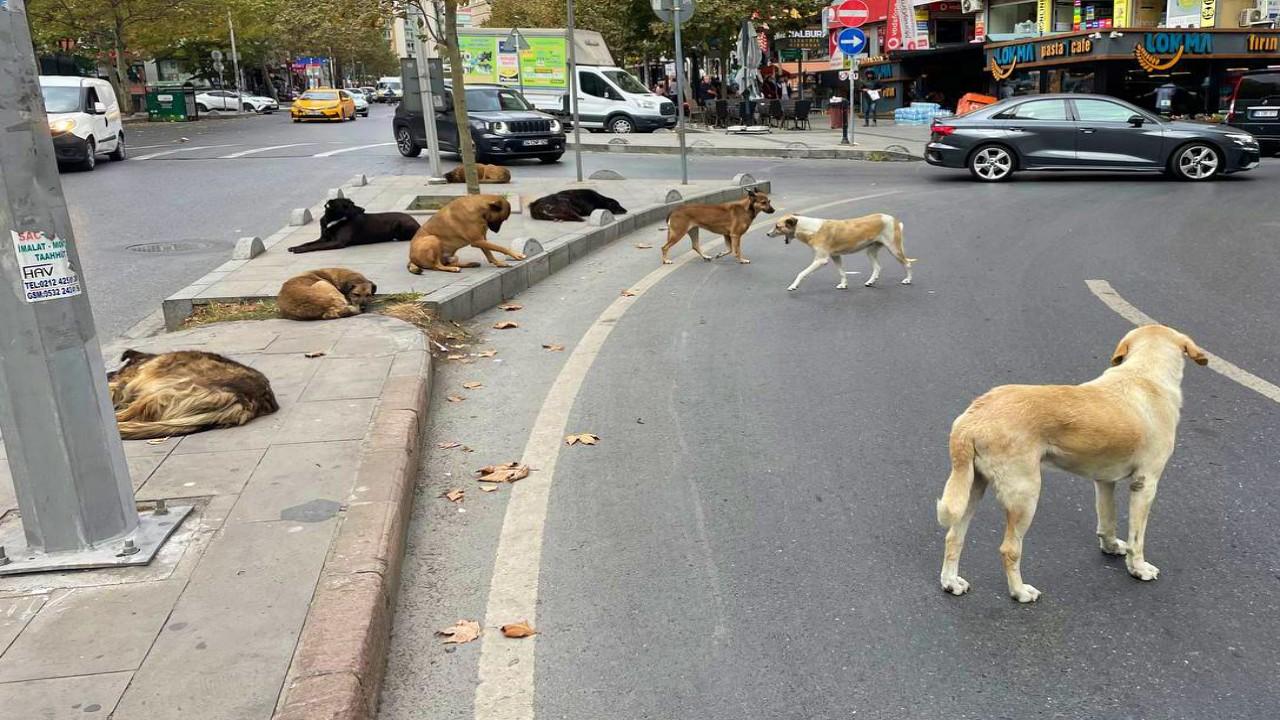 Siyasilerden sokak köpekleri için çağrı: Savcılar işlem yapsın