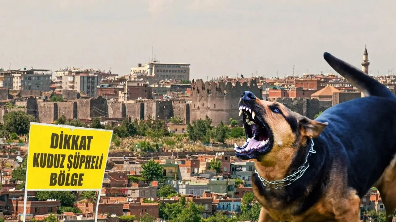 Diyarbakır’da kuduz paniği: Muhtar gerçeği anlattı