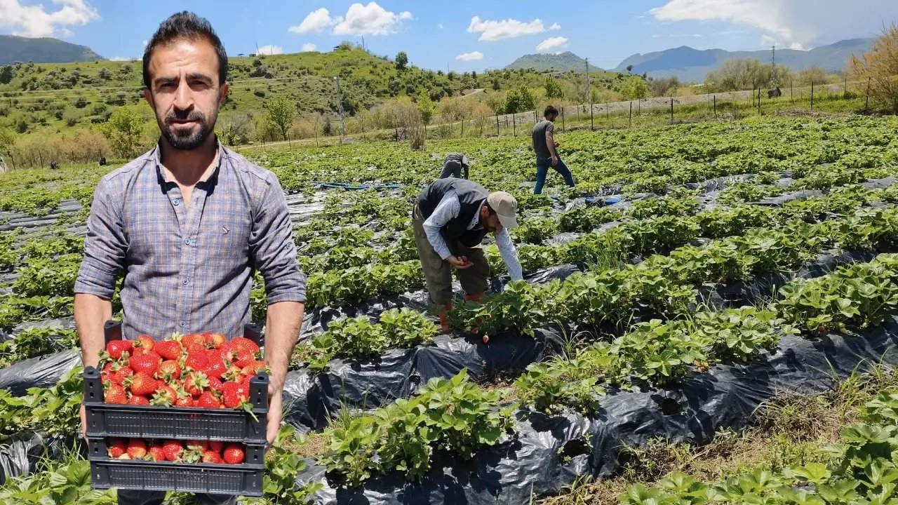 Batman'da çilek mesaisi başladı: Üreticiler umutlu