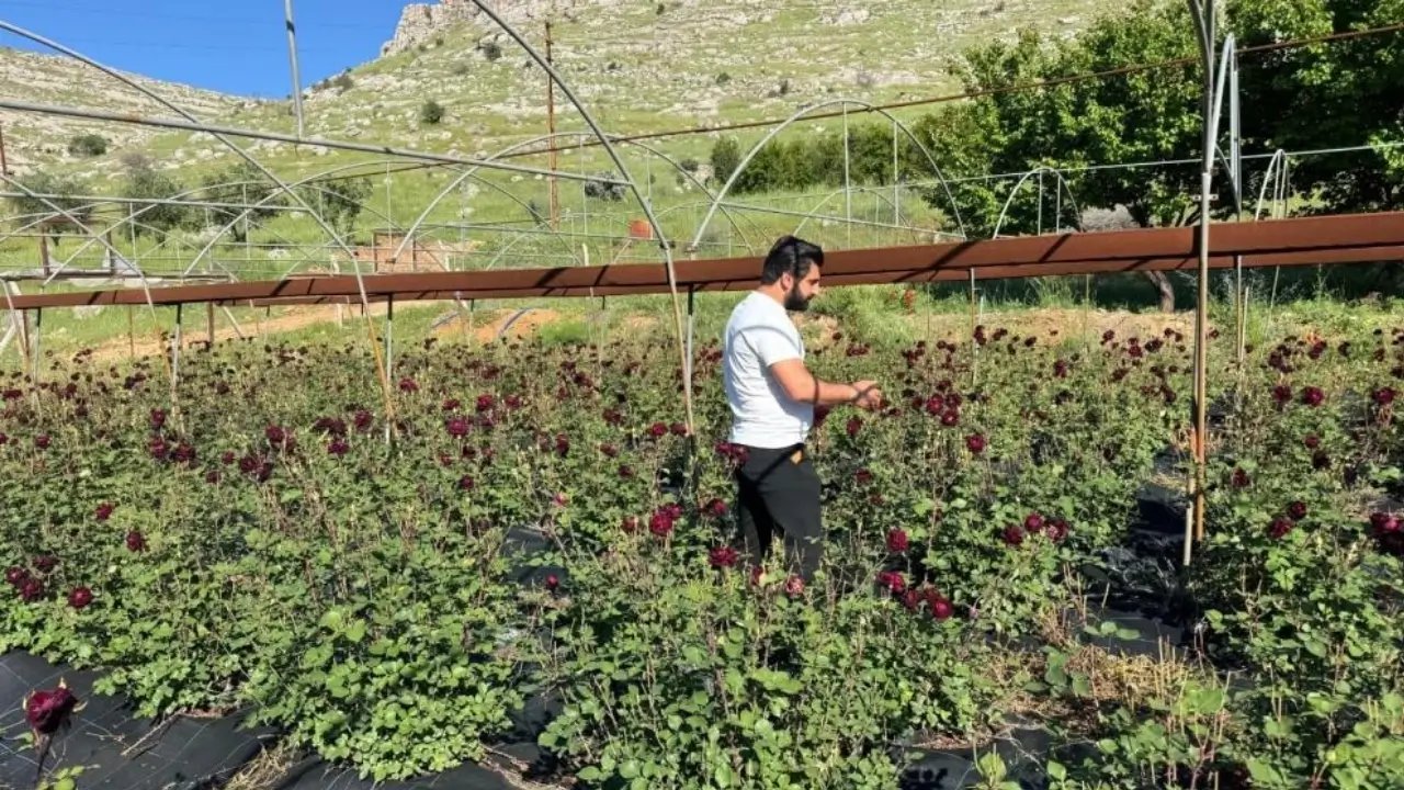 Halfeti’nin tescilli “karagül”ünde hasat başladı