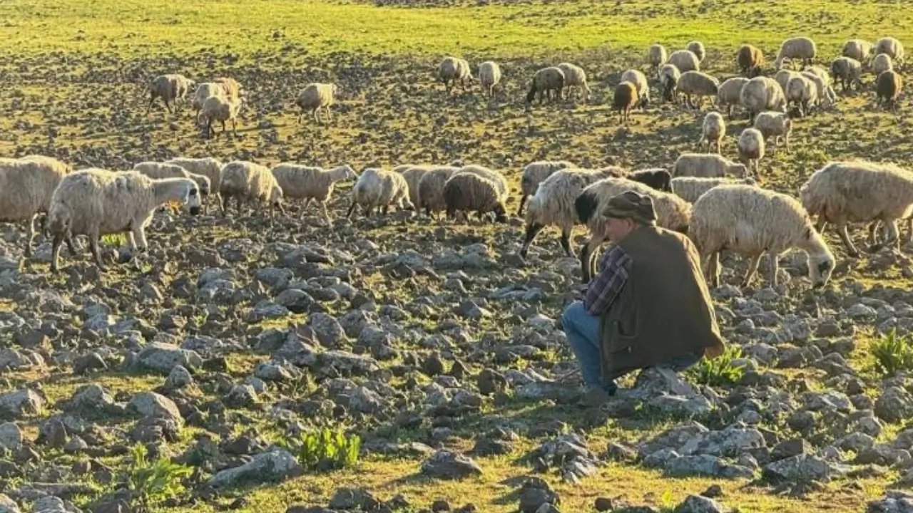 Diyarbakır’da Koçerlerin zorlu yayla göçü başladı