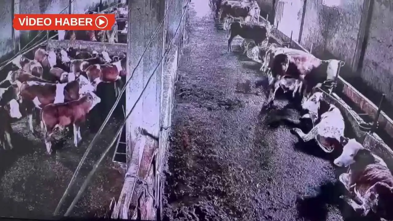 İnsanların hissetmediği depremi inekler hissetti