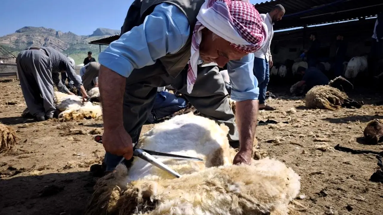 Cudi’de göçerlerin koyun kırkma sezonu başladı