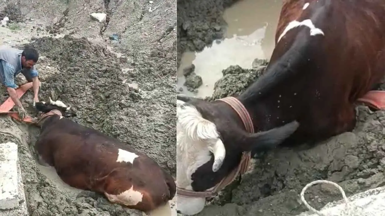 Diyarbakır’da bataklıkta mahsur kalan inek kurtarıldı