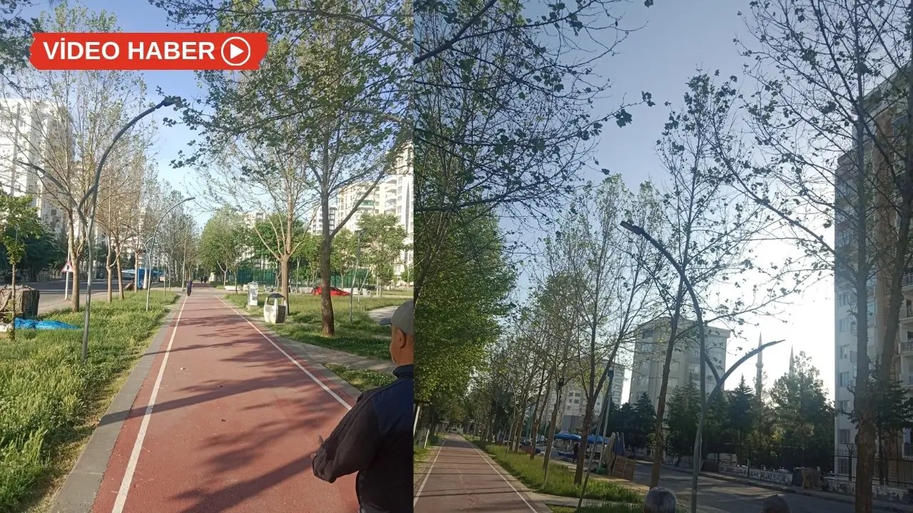 Diyarbakır’da ağaçlar yeşermedi: Nedeni araştırılsın