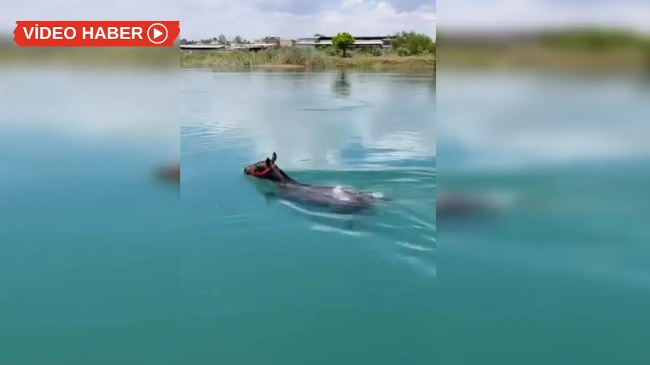 Baraj kapakları açıldı, nehirde yüzen at dikkat çekti