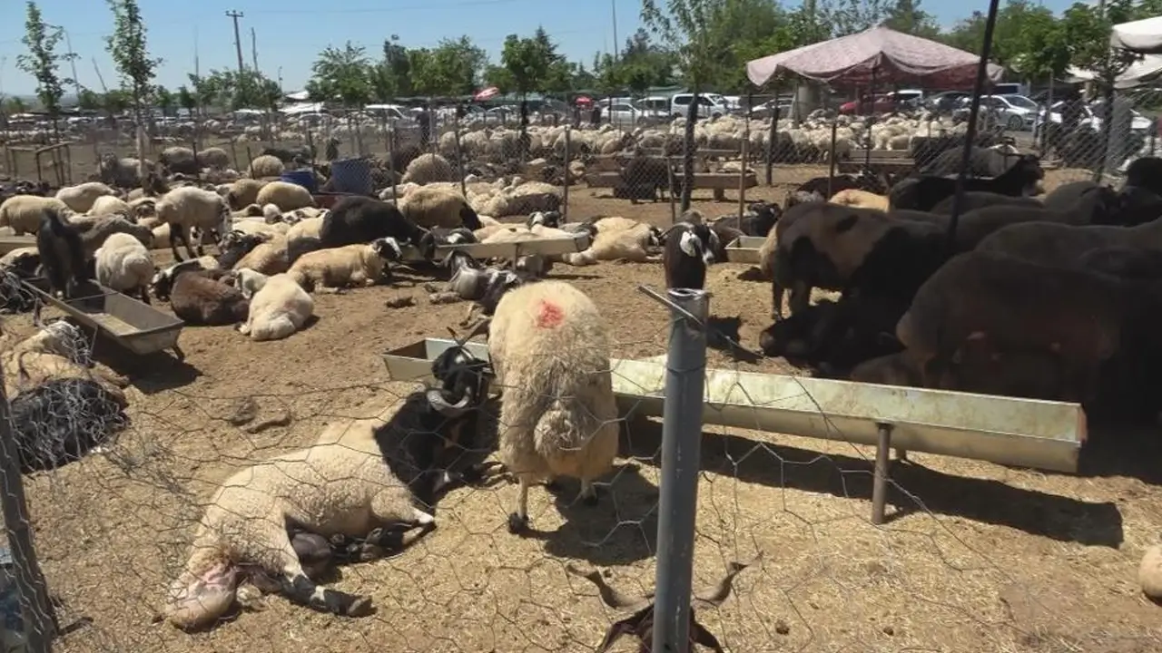 Diyarbakır’da kurban kesim noktalarında bayram yoğunluğu