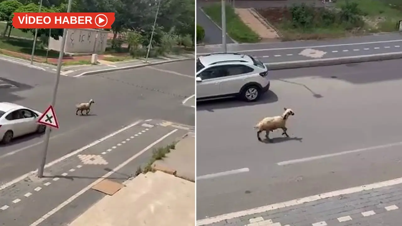Diyarbakır'da kaçan kurbanlık caddeyi birbirine kattı