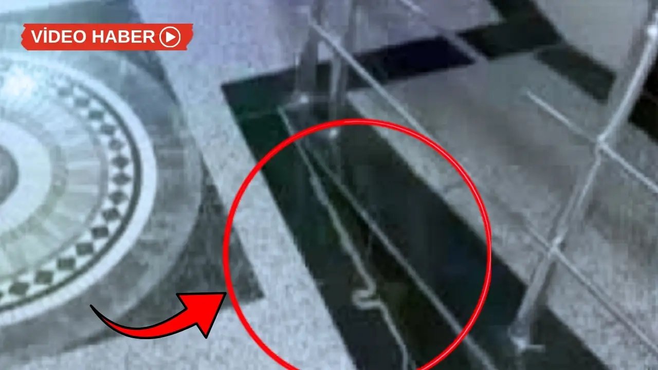 Diyarbakır'da binaya giren yılan paniğe neden oldu