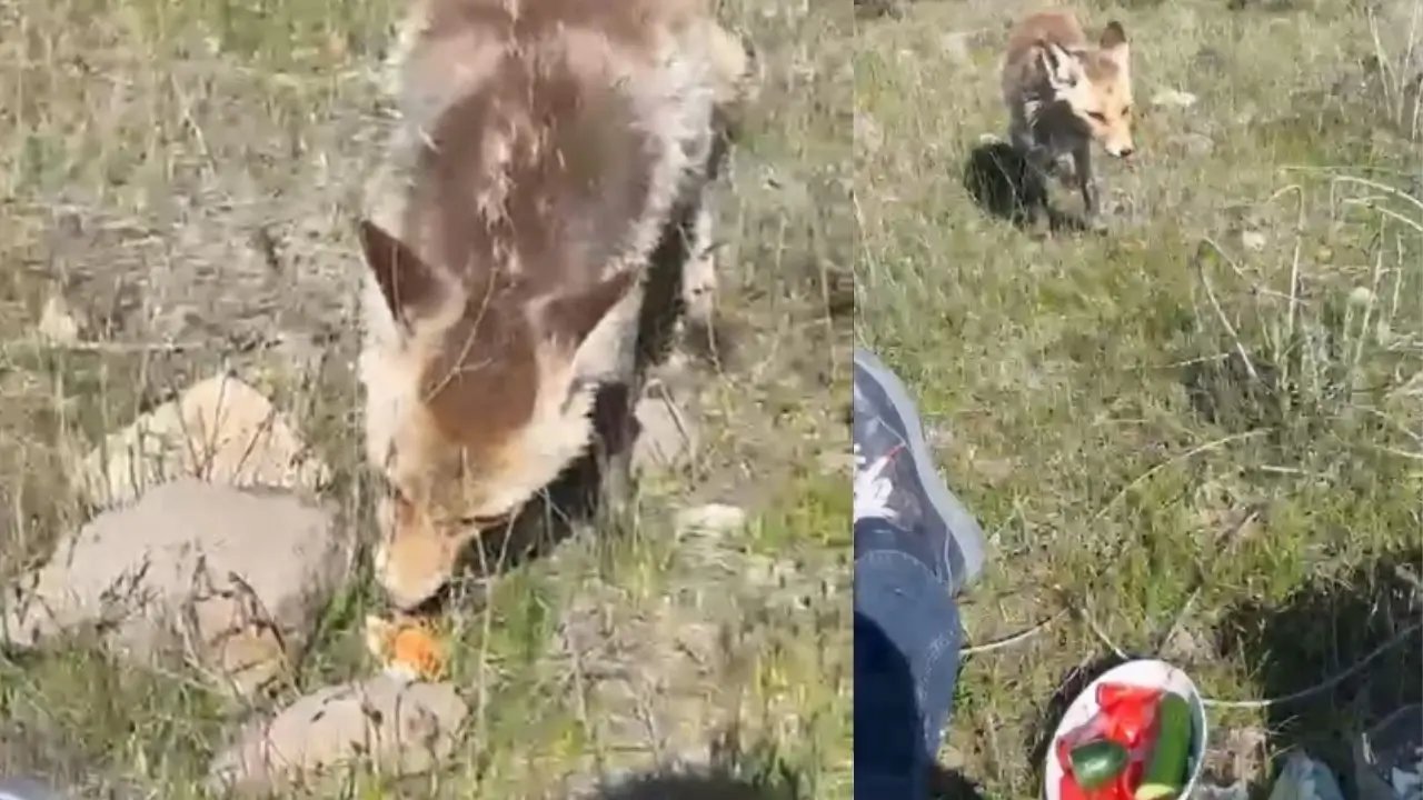 Bitlis’te aç tilki piknik sofrasına ortak oldu
