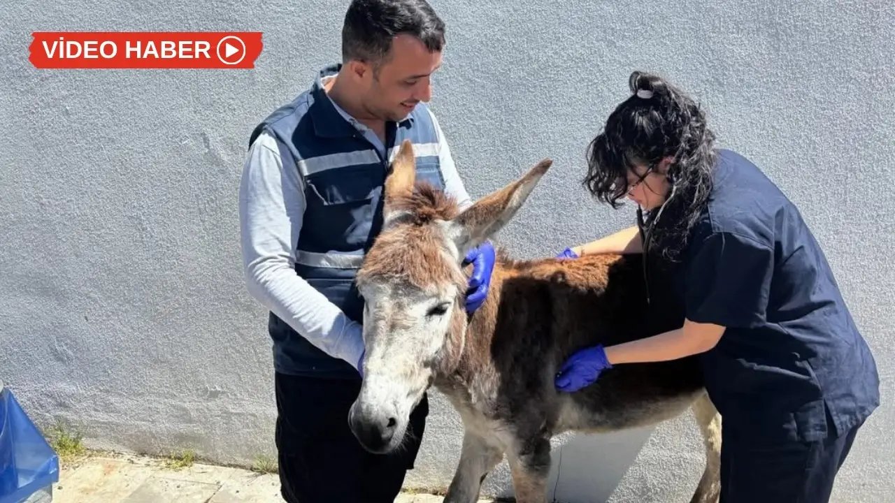 Diyarbakır’da yaralanan eşeğin iştahı açıldı