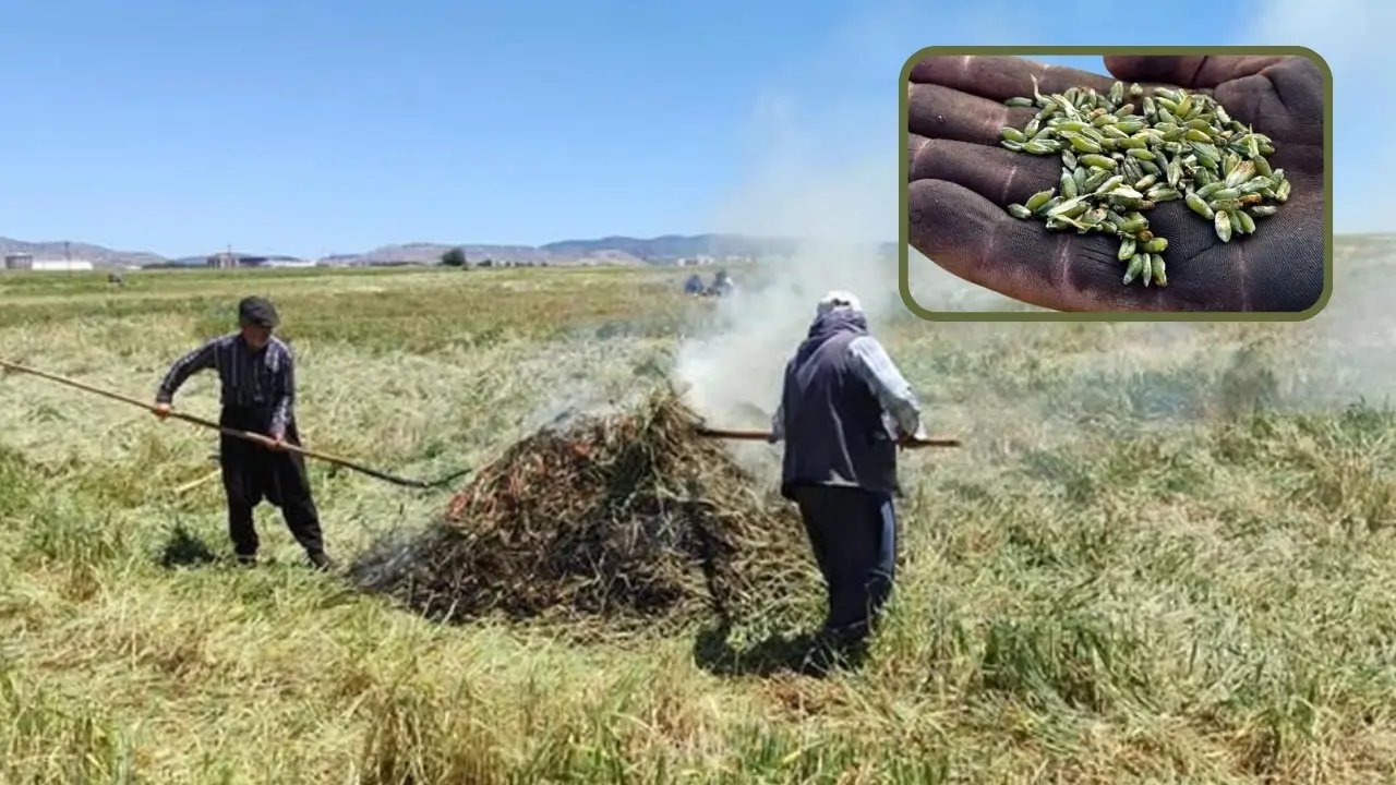 Gaziantep’te firik mesaisi başladı