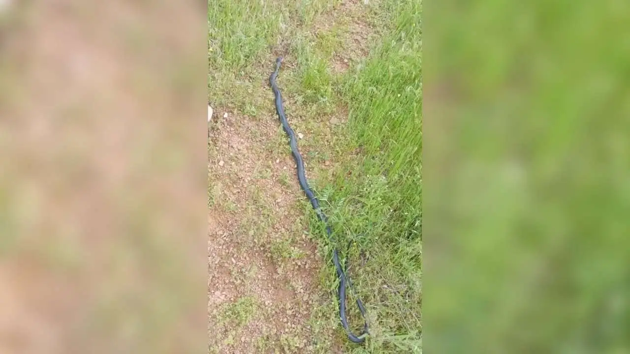 Diyarbakır'da 2 metrelik yılan paniği