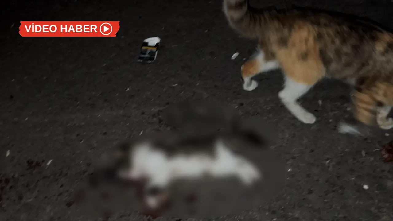 Diyarbakır’da vahşet: Anne kedi ve 6 yavru öldürüldü