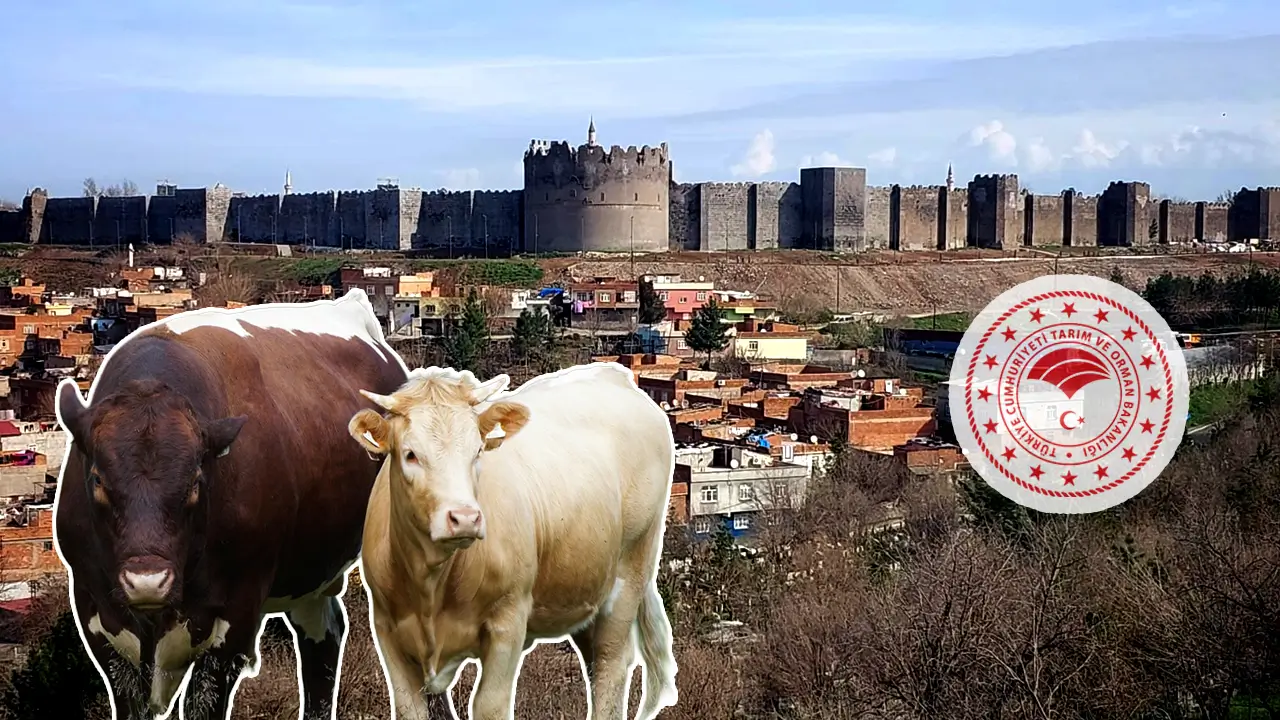 Proje açıklandı: Diyarbakır’daki besicilere 30’ar sığır