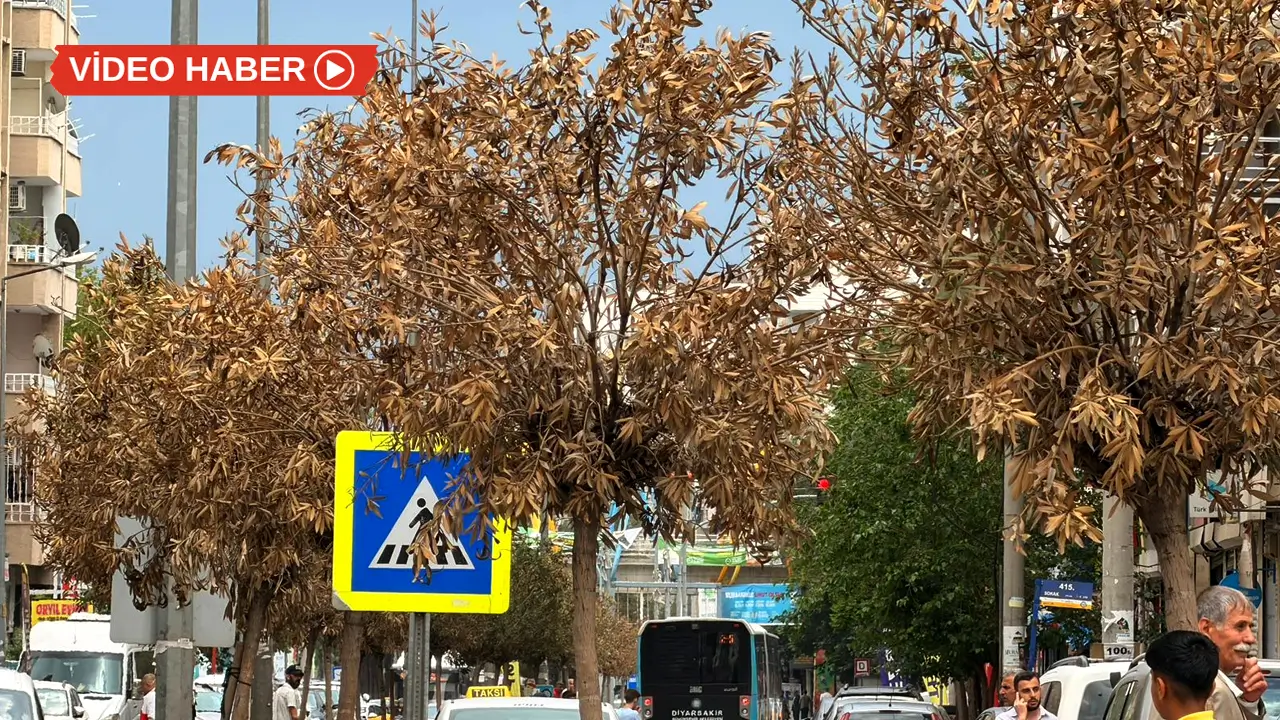 Diyarbakır’da onlarca ağaç kurudu
