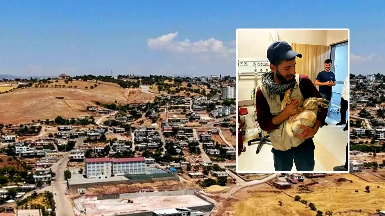 Diyarbakır’da hamile tavşanı hastaneye götürdü