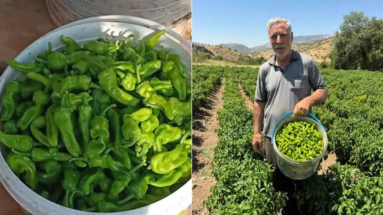 Çermik biberi tezgahlardaki yerini aldı