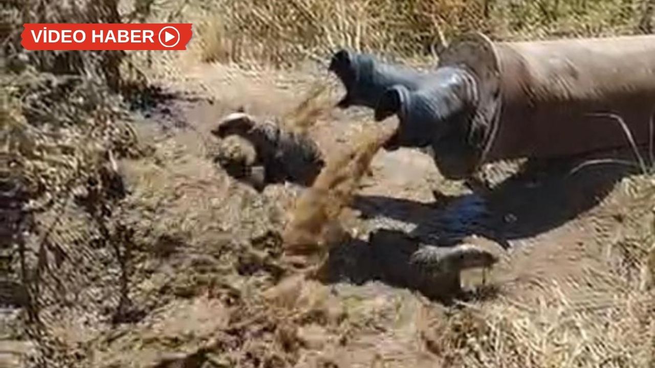 Diyarbakır’da çiftçiler gördüklerine inanamadı